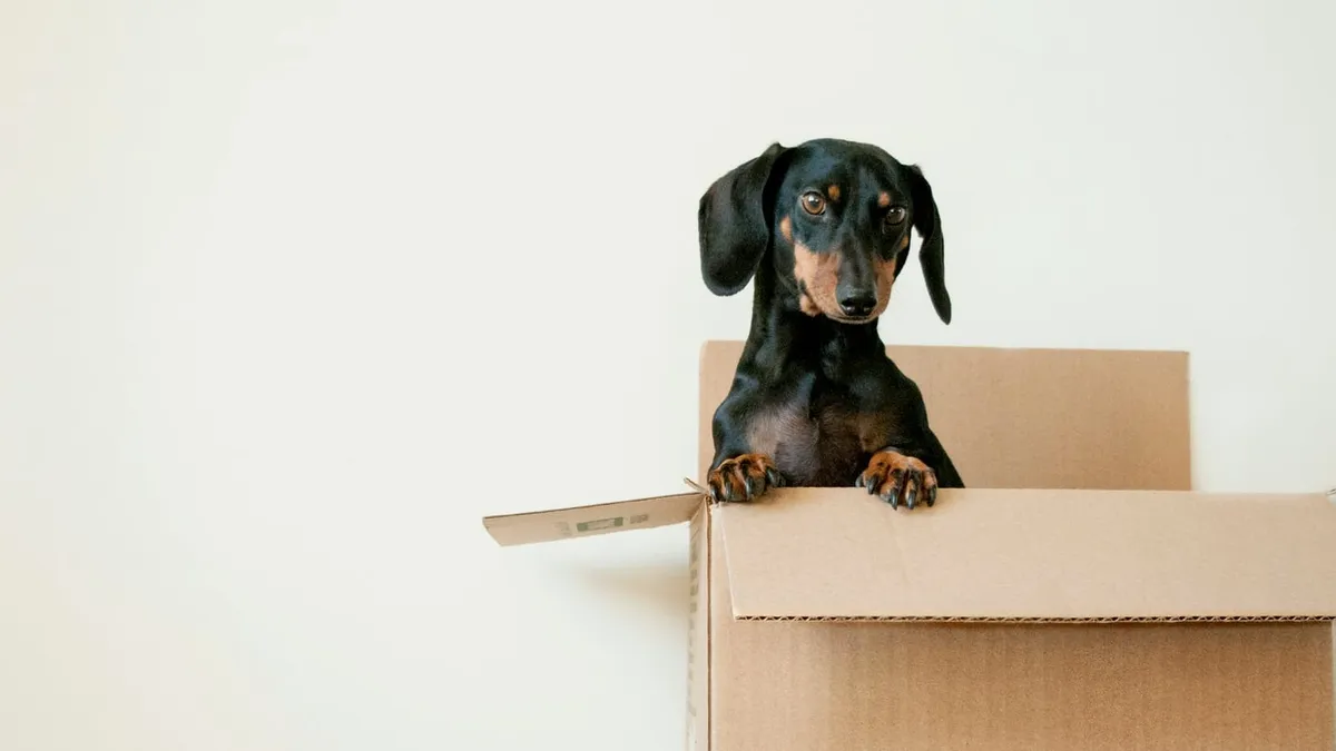 Car Insurance After Moving to a New State: What to Do
