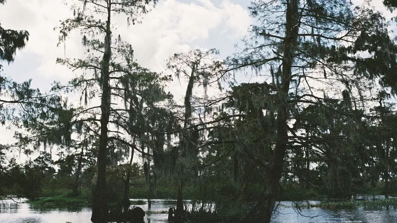 Car Insurance in Louisiana: Costs, Laws, and How to Save