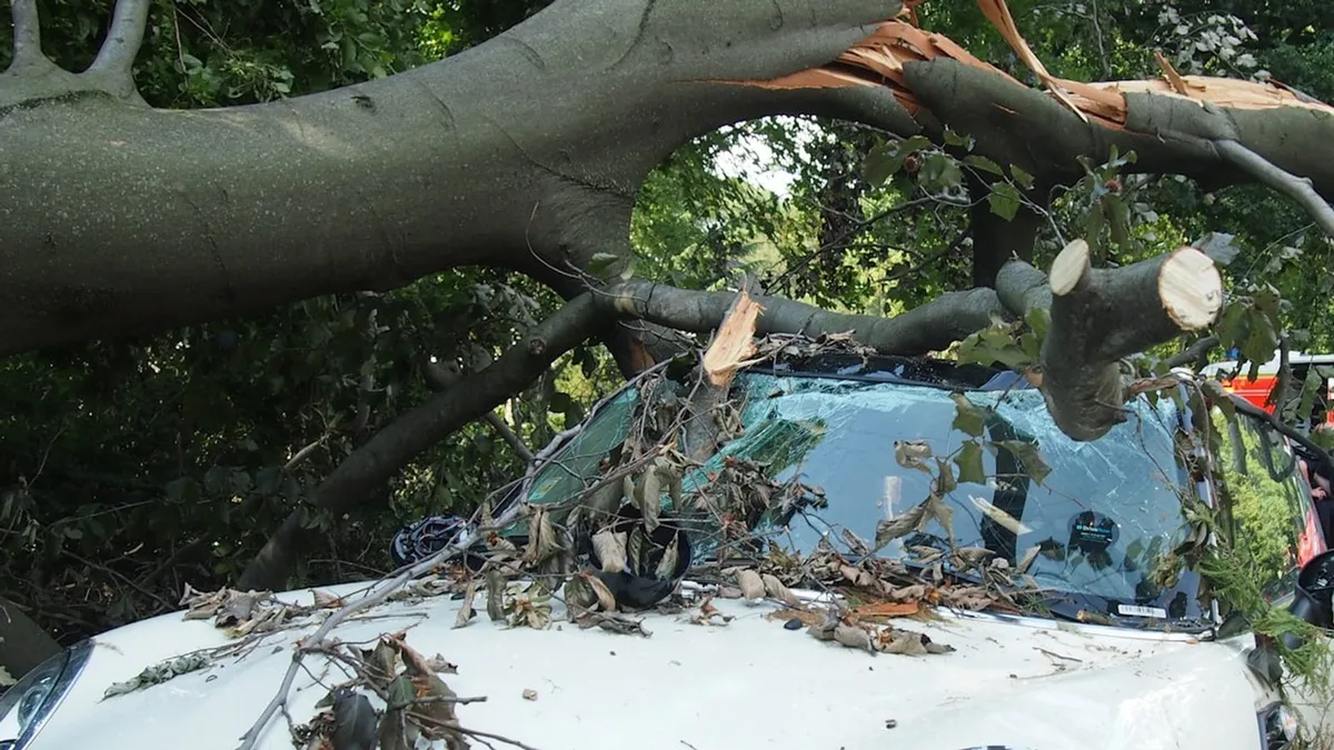 Does Car Insurance Cover Tree Damage? Claims Guide
